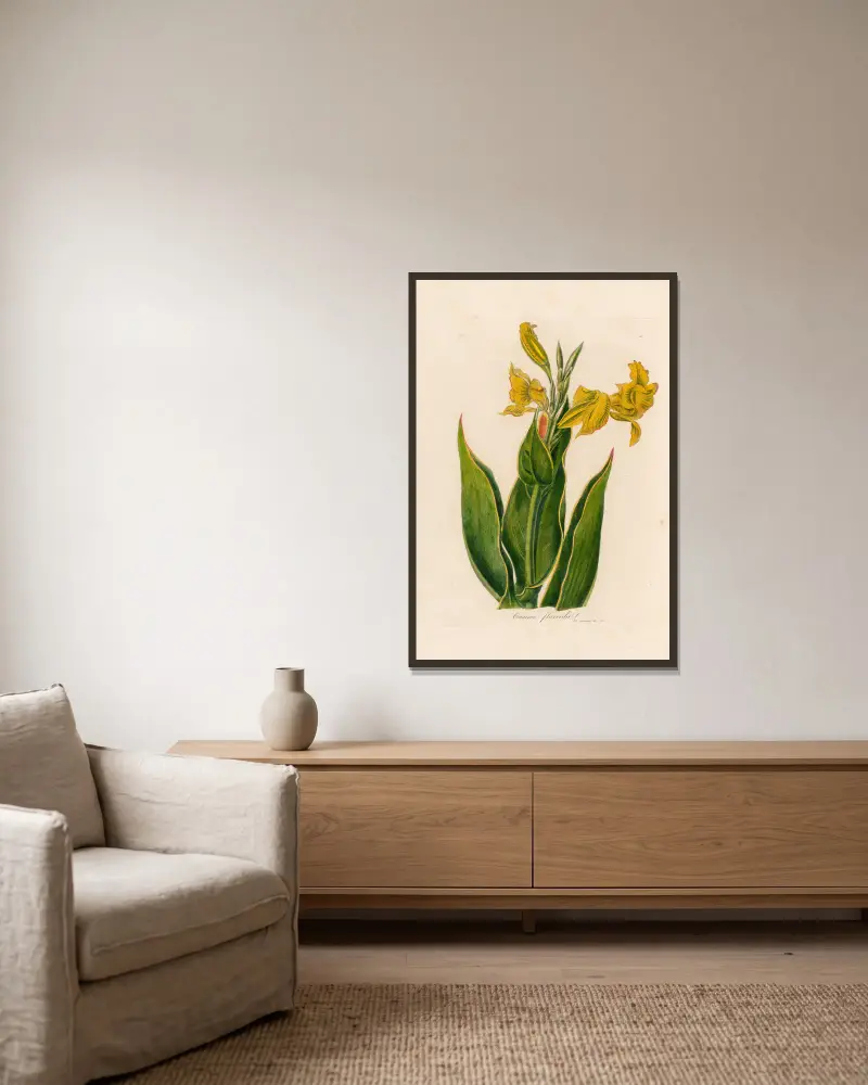 Canna flaccida von Gaetano Savi gerahmt an einer Wand