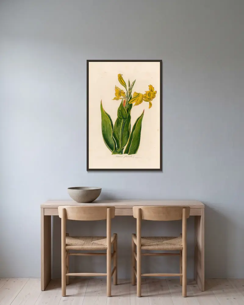 Canna flaccida von Gaetano Savi gerahmt an einer Wand