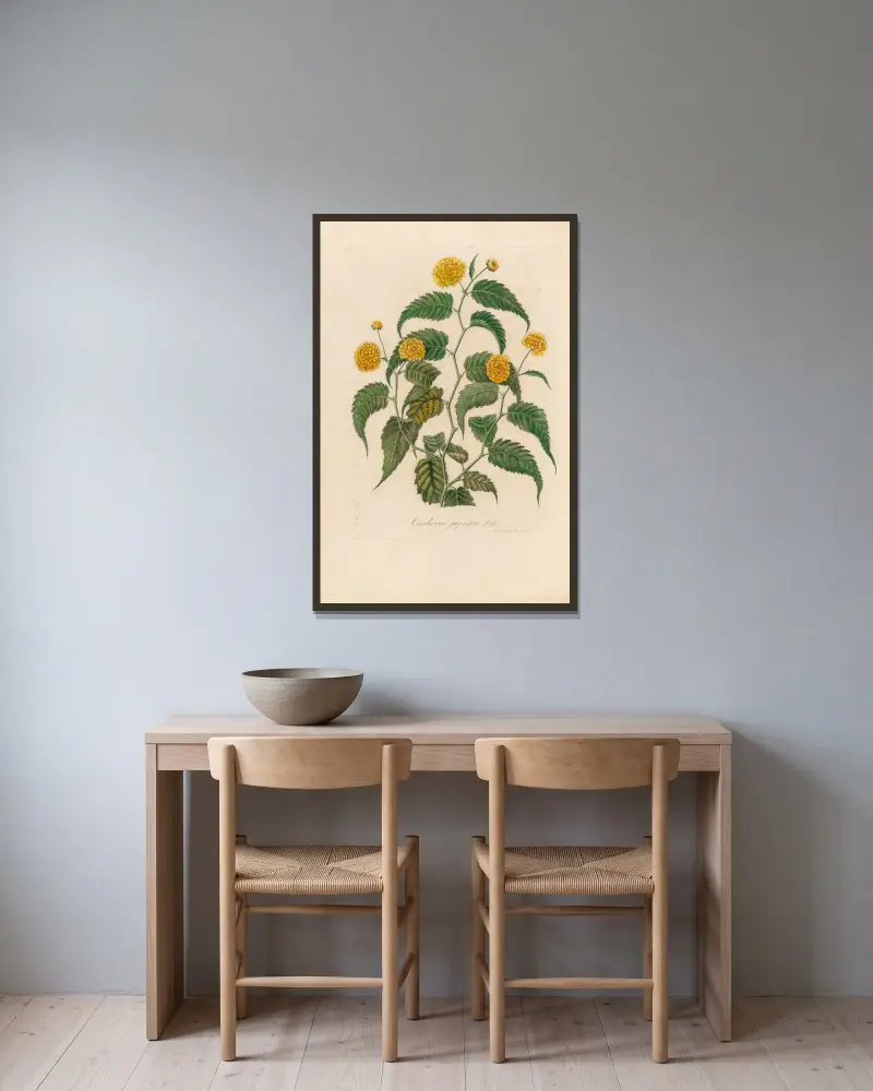 Corchorus japonica av Gaetano Savi inramad på en vägg