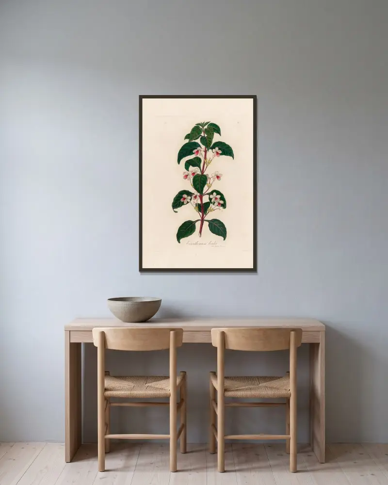 Eranthemum bicolor av Gaetano Savi inramad på en vägg