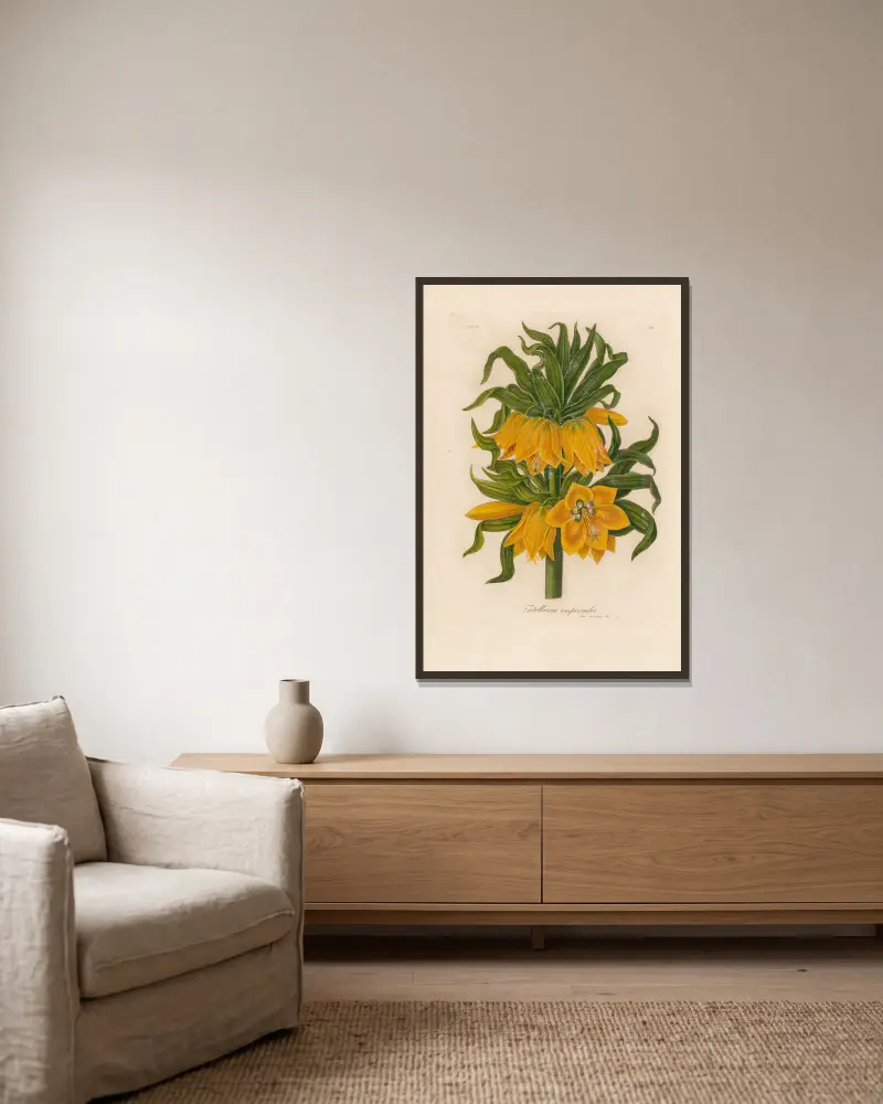 Fritillaria imperialis av Gaetano Savi inramad på en vägg
