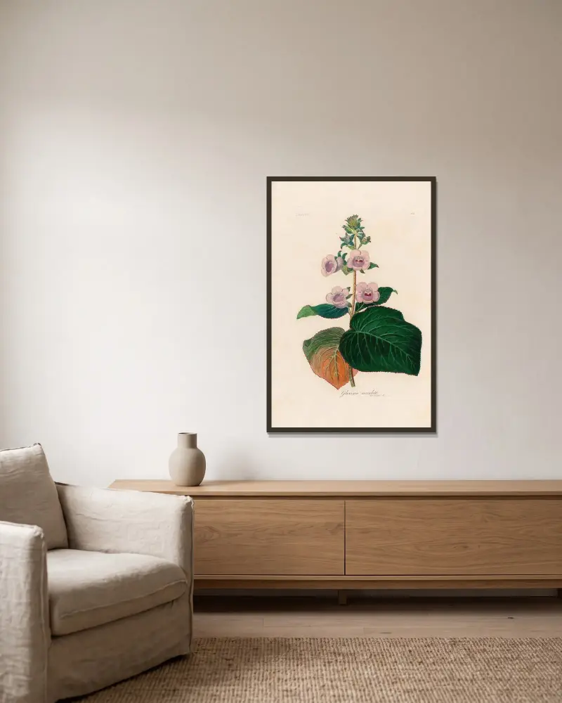 Gloxinia maculata av Gaetano Savi inramad på en vägg