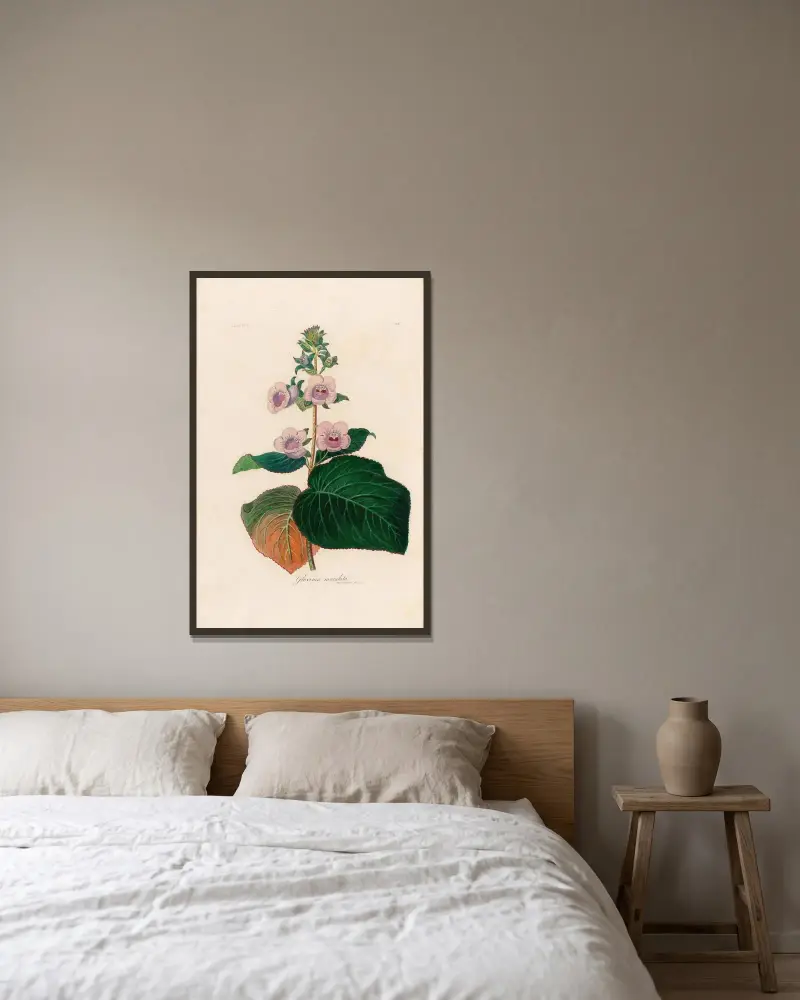 Gloxinia maculata av Gaetano Savi inramad på en vägg