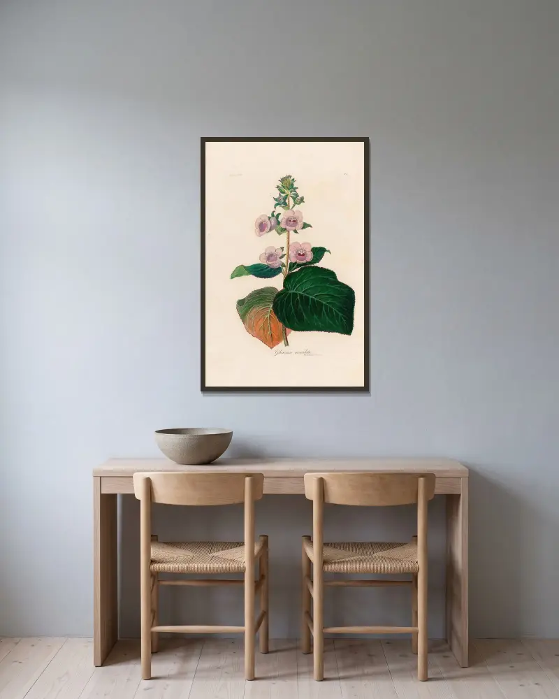Gloxinia maculata av Gaetano Savi inramad på en vägg