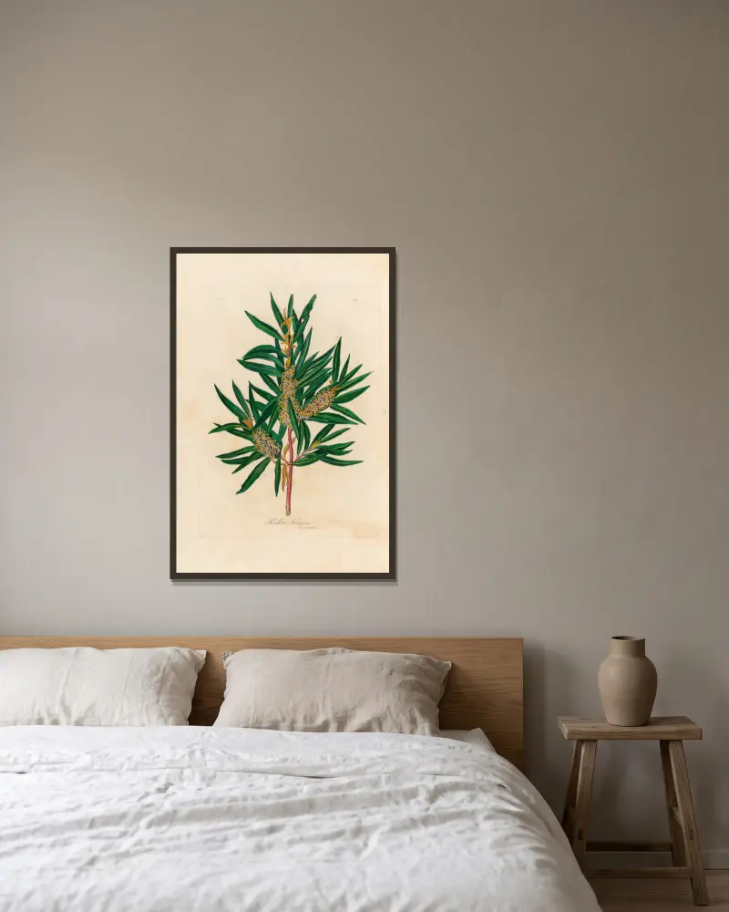 Hakea Saligna, Gaetano Savi w ramie na ścianie