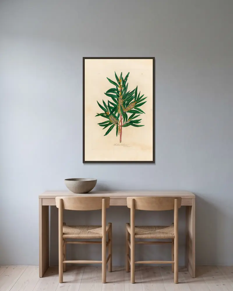 Hakea Saligna, Gaetano Savi w ramie na ścianie