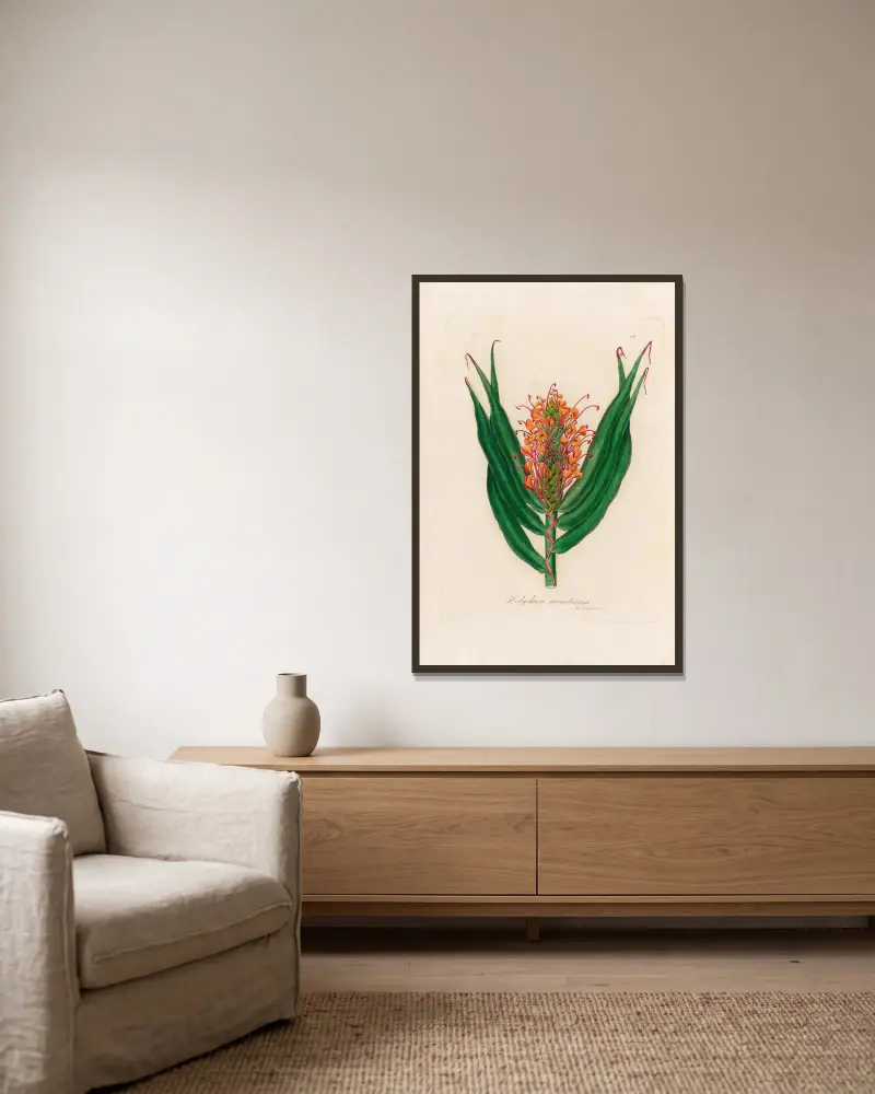 Hedychium aurantiacum av Gaetano Savi inramad på en vägg