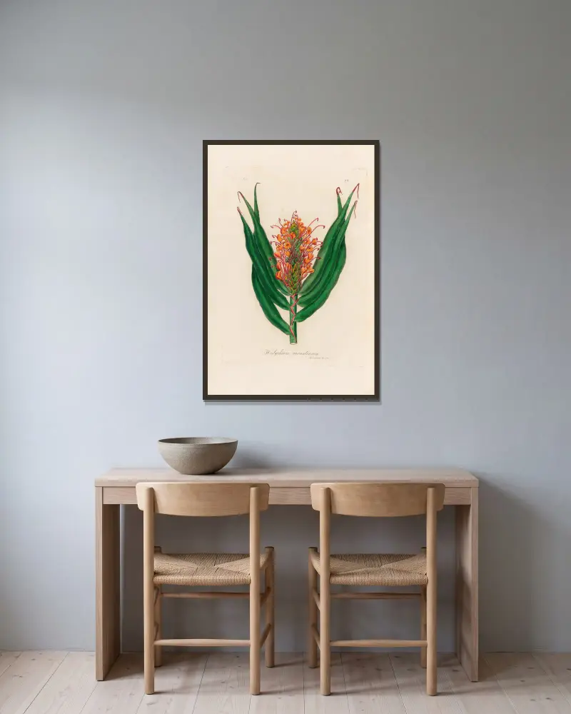 Hedychium aurantiacum av Gaetano Savi inramad på en vägg