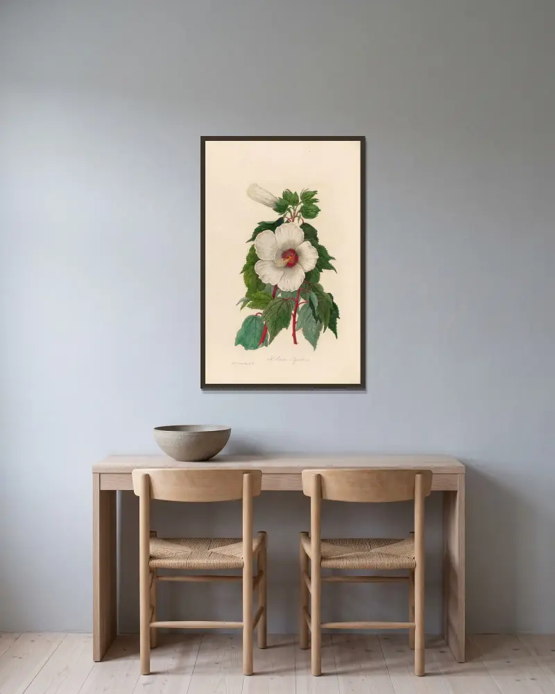Hibiscus Aquaticus av Gaetano Savi inramad på en vägg