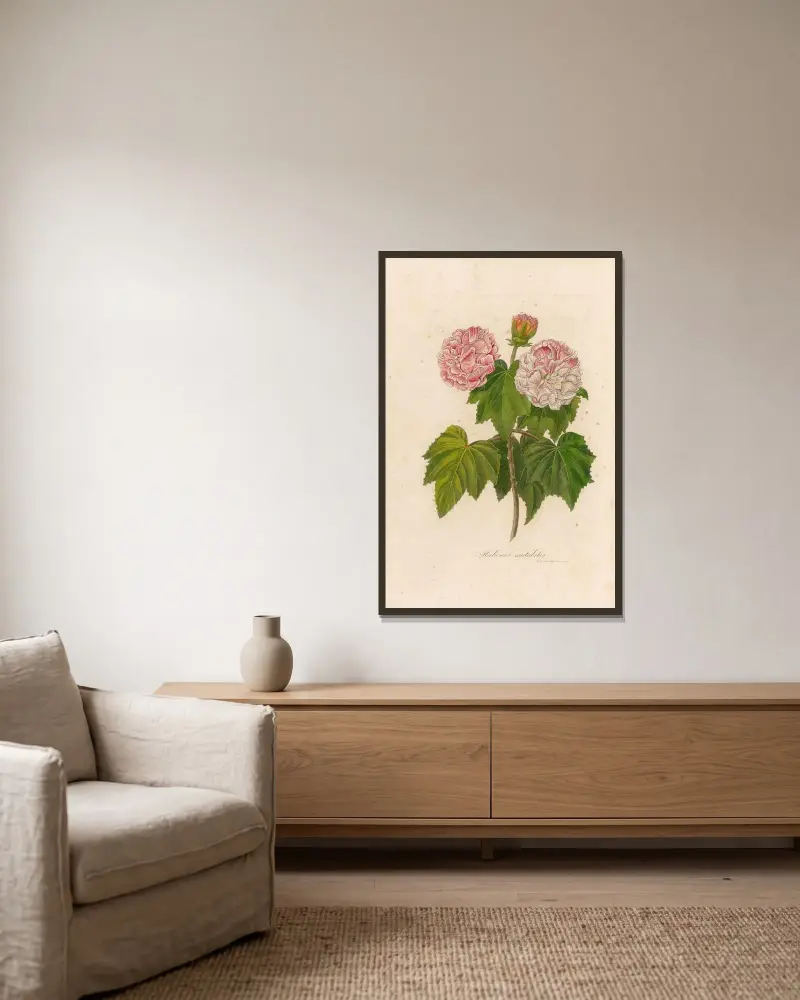 Hibiscus mutabilis av Gaetano Savi inramad på en vägg