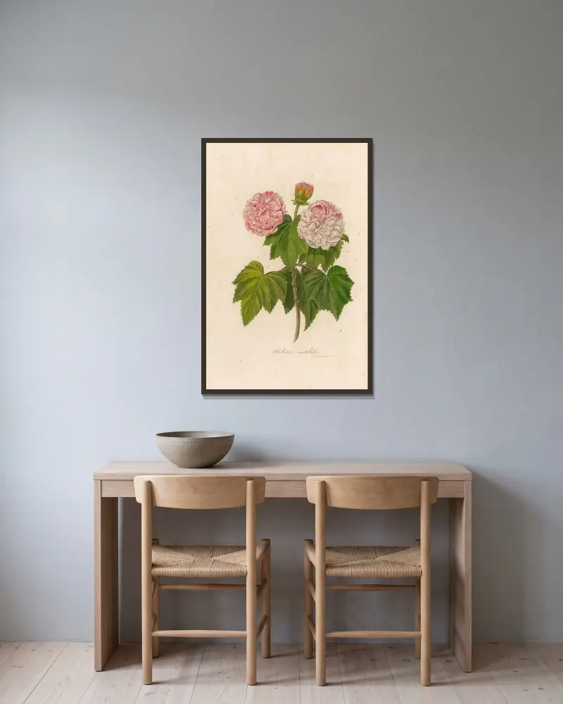 Hibiscus mutabilis av Gaetano Savi inramad på en vägg