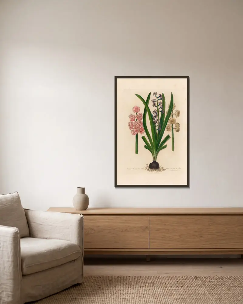 Hyacinthus Orientalis flore simplici et pleno av Gaetano Savi inramad på en vägg