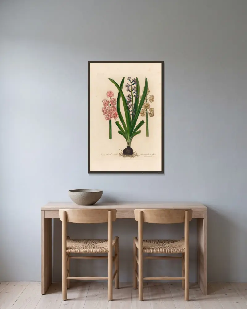 Hyacinthus Orientalis flore simplici et pleno av Gaetano Savi inramad på en vägg