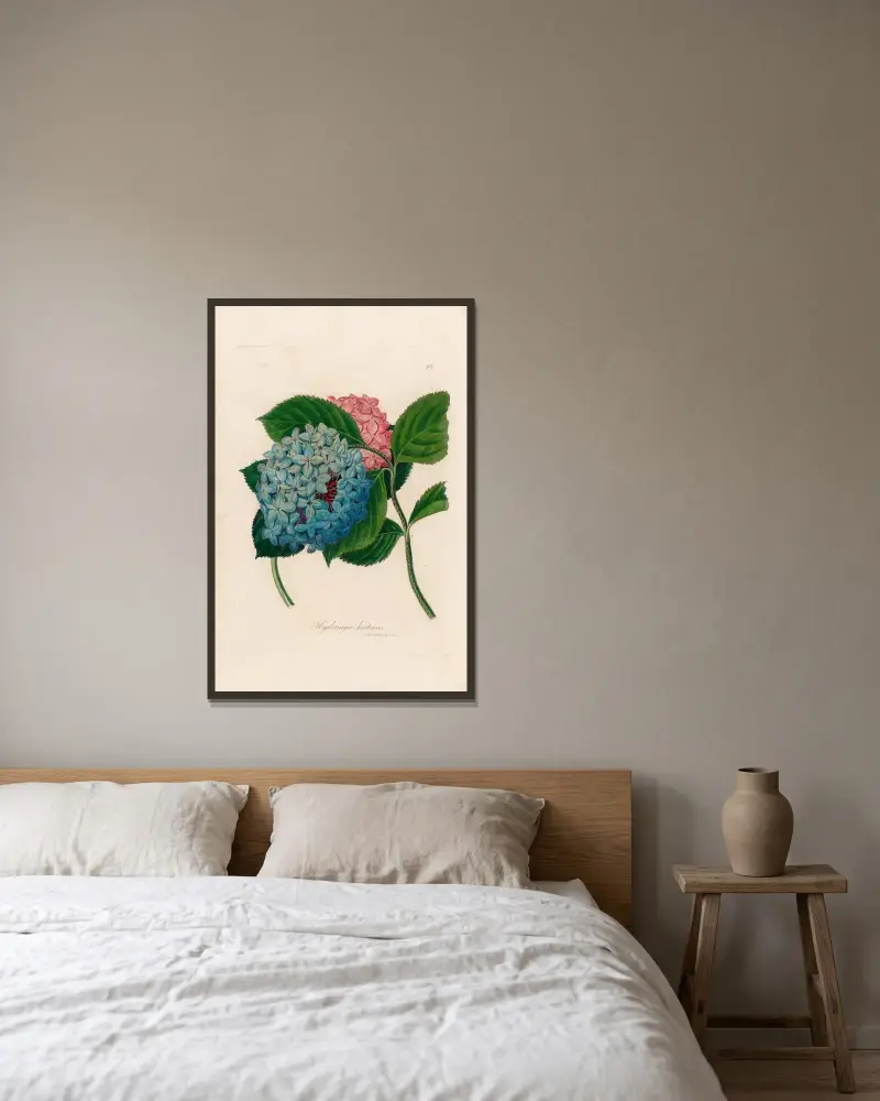 Hortensia av Gaetano Savi inramad på en vägg