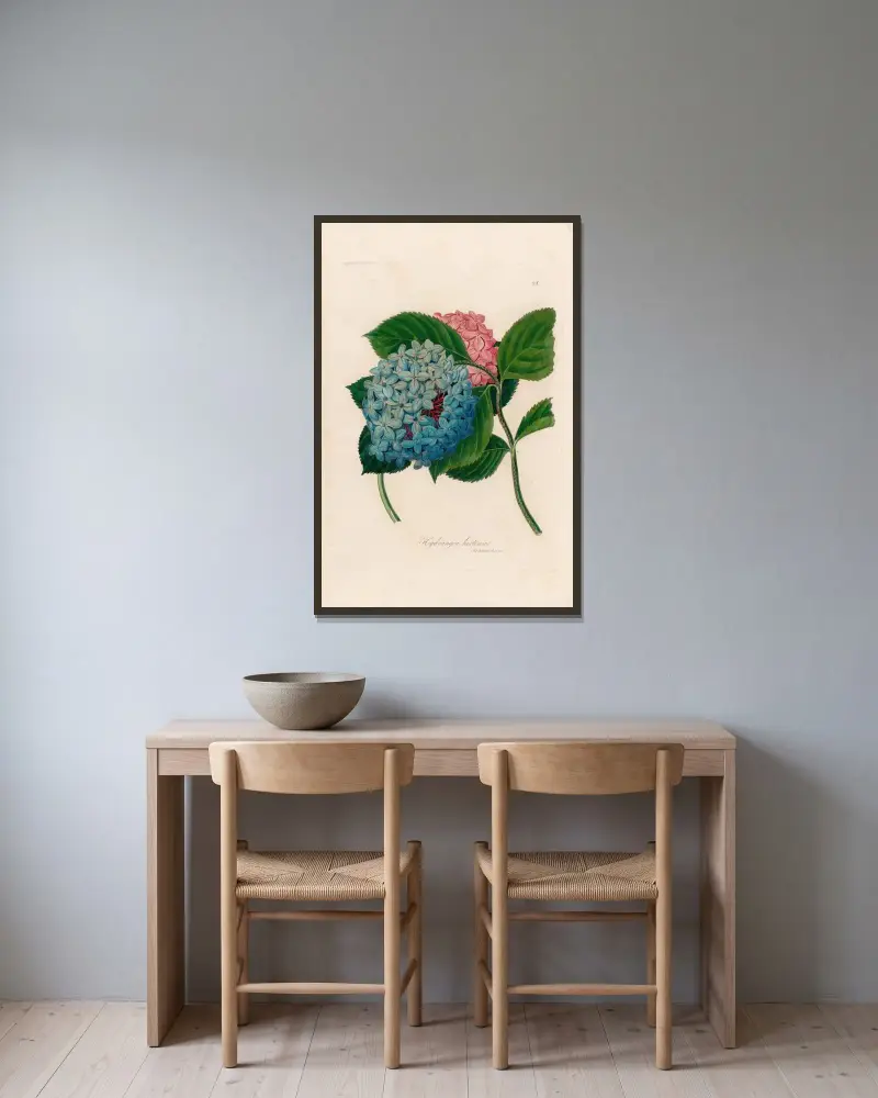 Hortensia av Gaetano Savi inramad på en vägg