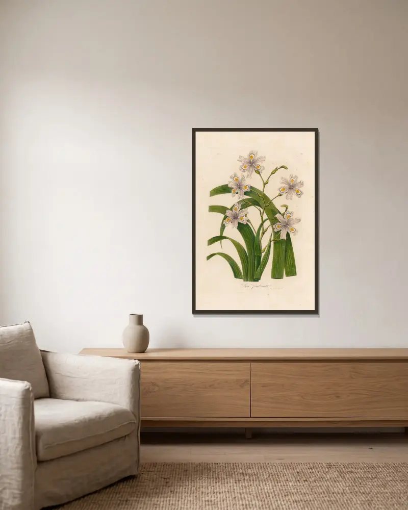 Iris fimbriata von Gaetano Savi gerahmt an einer Wand