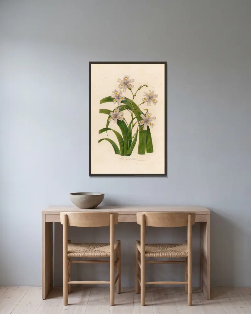 Iris fimbriata von Gaetano Savi gerahmt an einer Wand