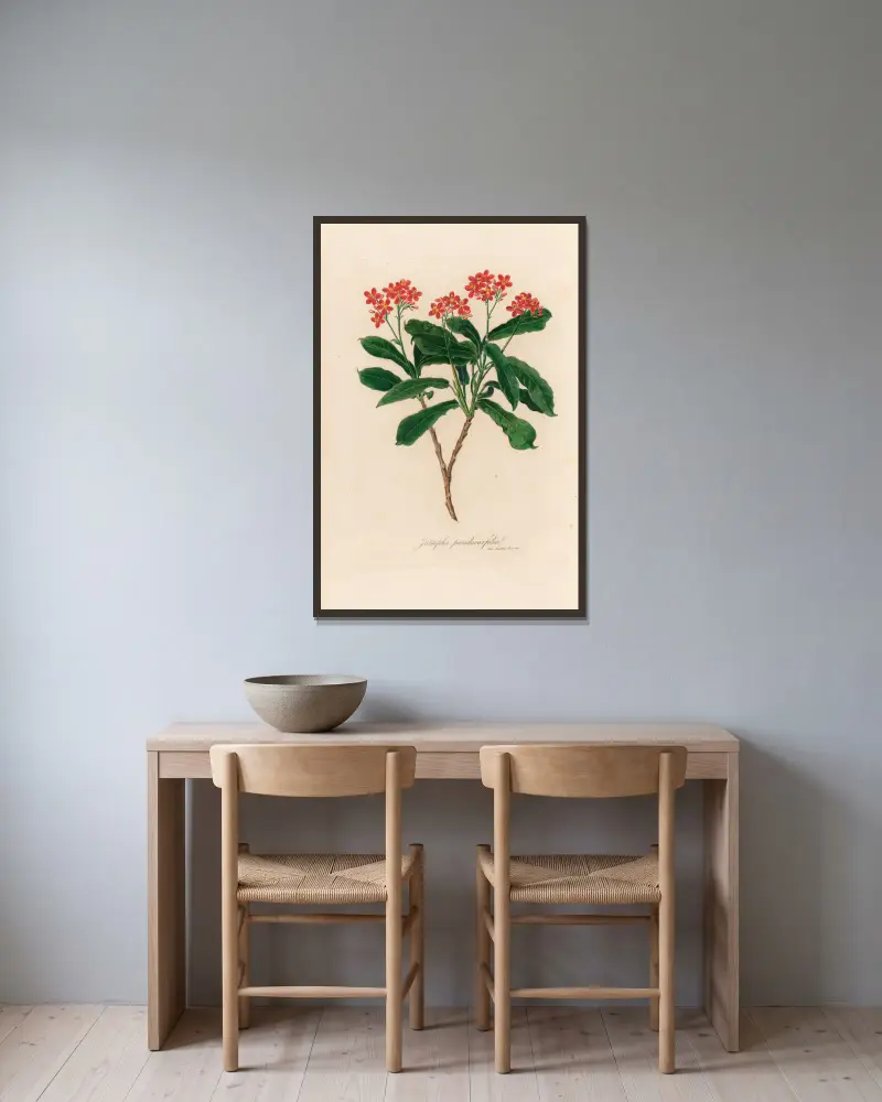 Jatropha panduraefolia av Gaetano Savi inramad på en vägg