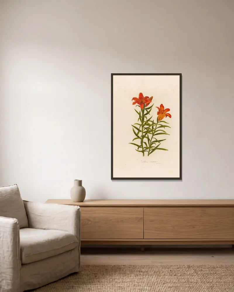Lilium croceum av Gaetano Savi inramad på en vägg