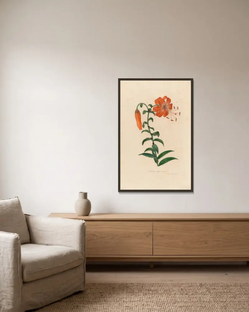 Lilium tigrinum av Gaetano Savi inramad på en vägg