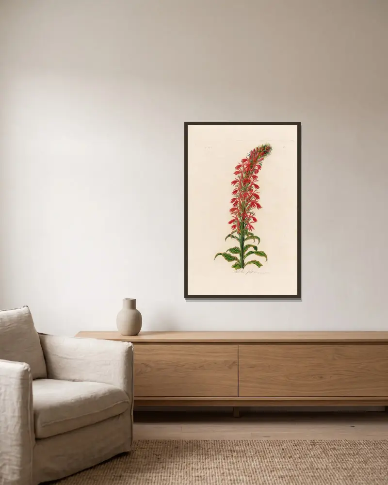 Lobelia fulgens av Gaetano Savi inramad på en vägg