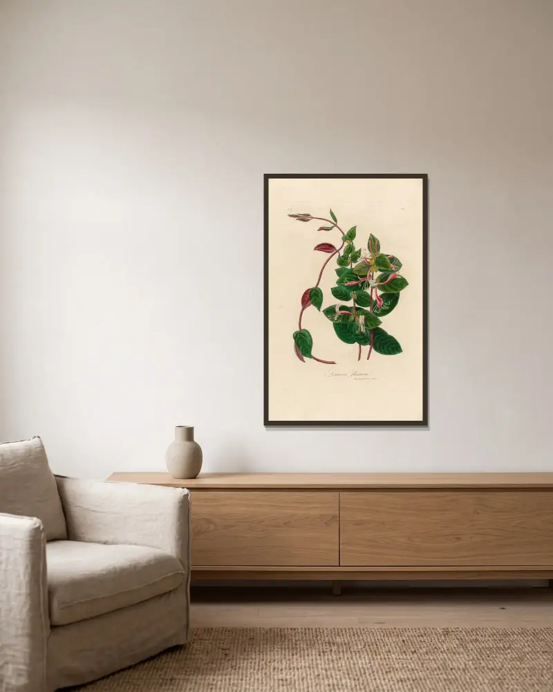 Lonicera Flexuosa av Gaetano Savi inramad på en vägg