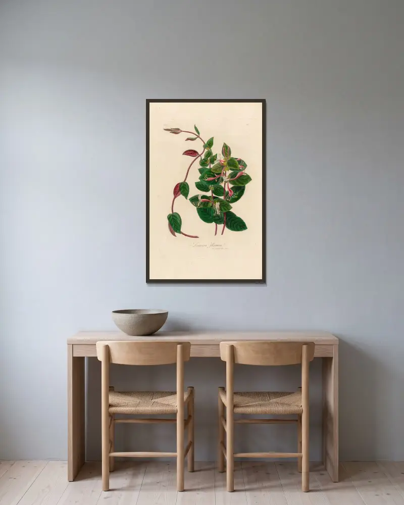 Lonicera Flexuosa av Gaetano Savi inramad på en vägg