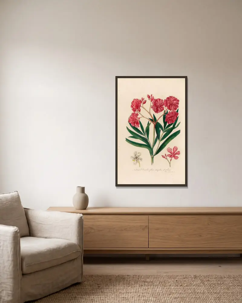 Nerium Oleander flore simplici et pleno av Gaetano Savi inramad på en vägg