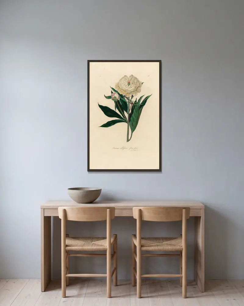 Paeonia albiflora flore pleno av Gaetano Savi inramad på en vägg