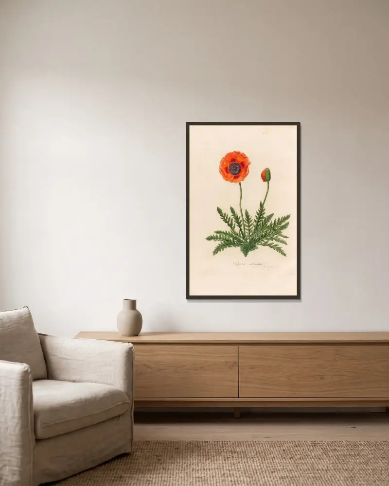Papaver orientale av Gaetano Savi inramad på en vägg