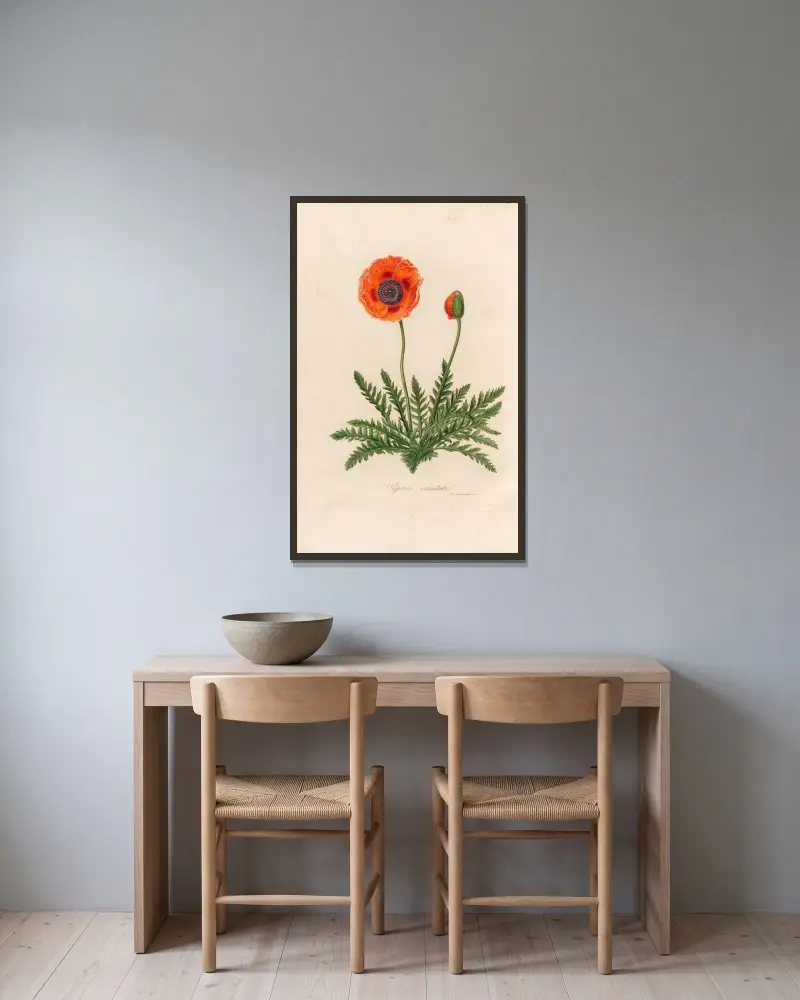 Papaver orientale av Gaetano Savi inramad på en vägg