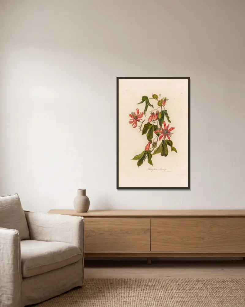 Passiflora Princeps av Gaetano Savi inramad på en vägg