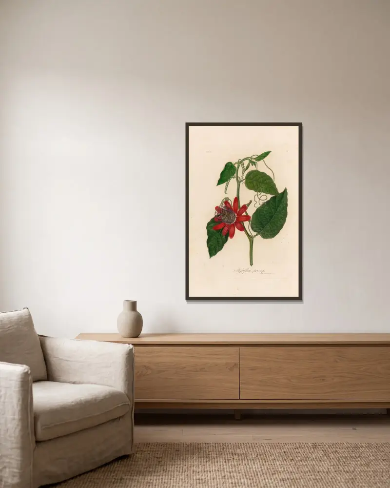 Passiflora princeps av Gaetano Savi inramad på en vägg