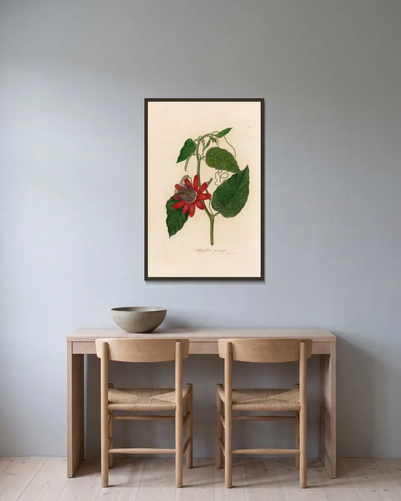 Passiflora princeps av Gaetano Savi inramad på en vägg