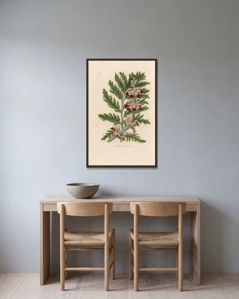 Phlomis laciniata av Gaetano Savi inramad på en vägg