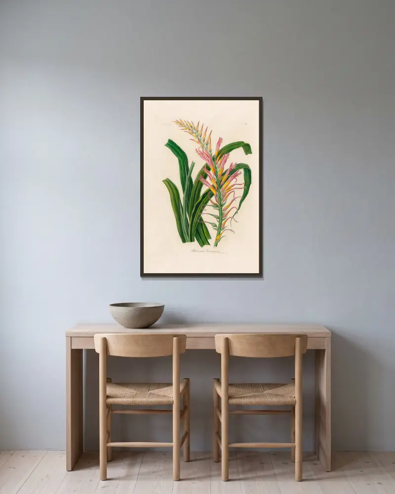 Pitcairnia lanuginosa av Gaetano Savi inramad på en vägg