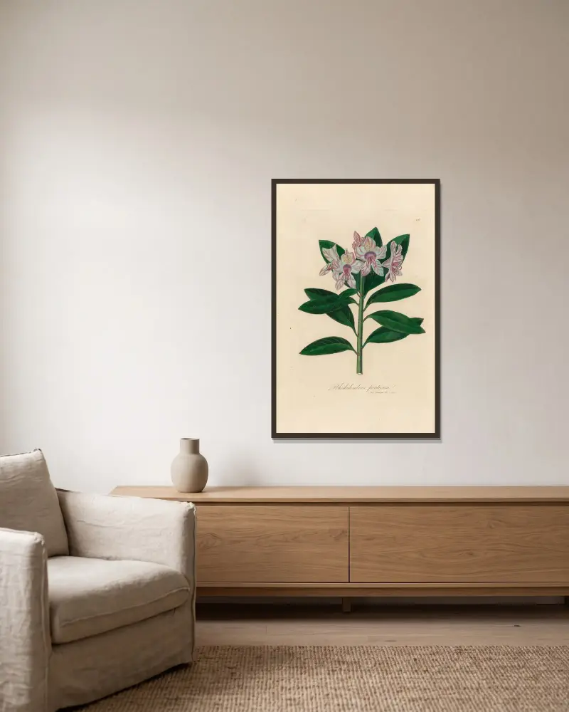 Rhododendron ponticum av Gaetano Savi inramad på en vägg