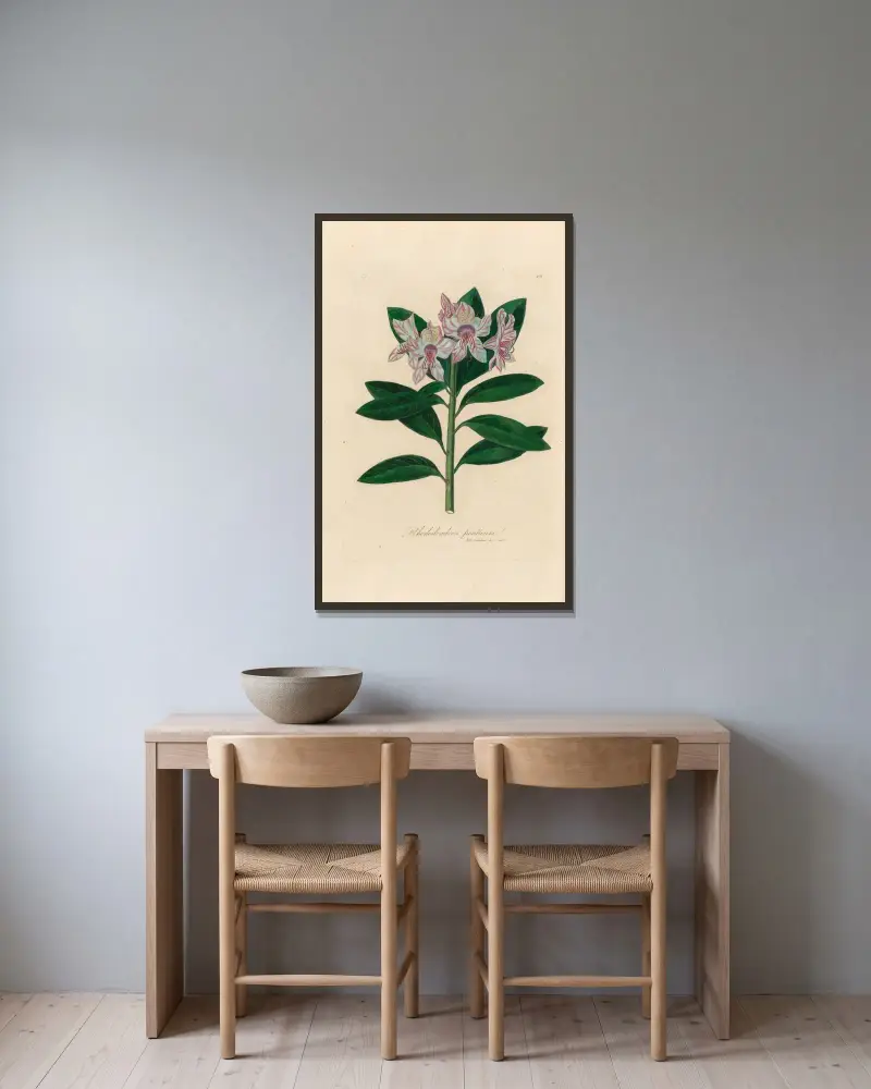 Rhododendron ponticum av Gaetano Savi inramad på en vägg