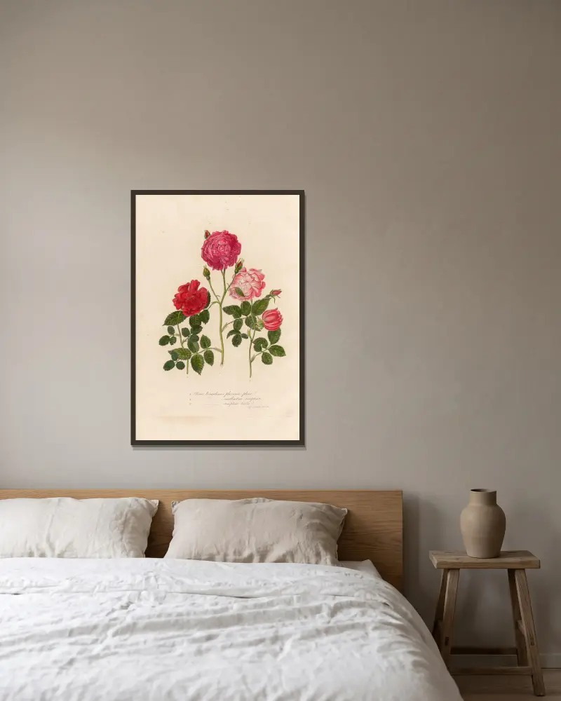 Rosa bengalensis von Gaetano Savi gerahmt an einer Wand