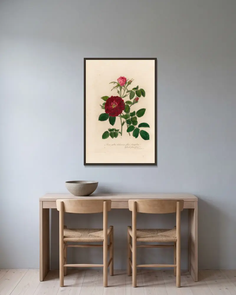 Rosa gallica von Gaetano Savi gerahmt an einer Wand