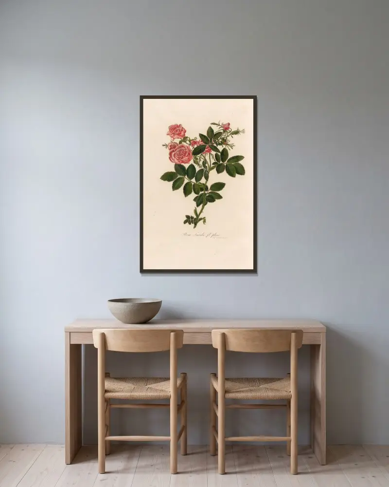Rosa Lucida fle. pleno av Gaetano Savi inramad på en vägg