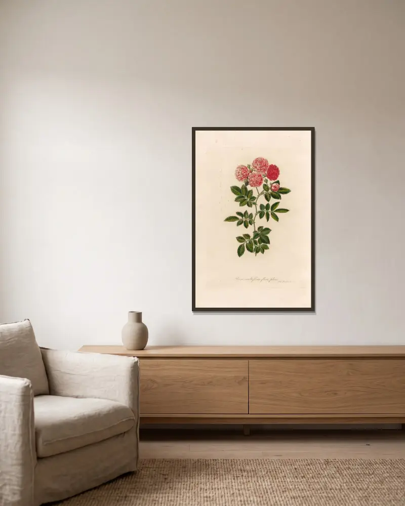 Rosa multiflora flore pleno av Gaetano Savi inramad på en vägg