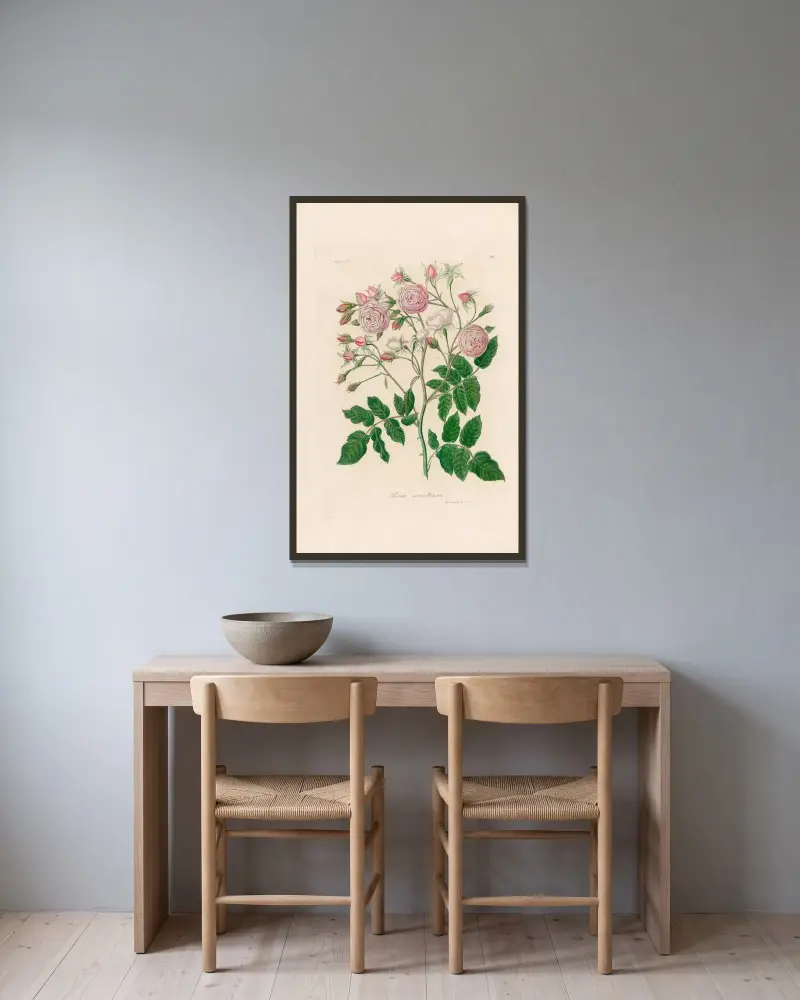 Rosa noisettiana av Gaetano Savi inramad på en vägg