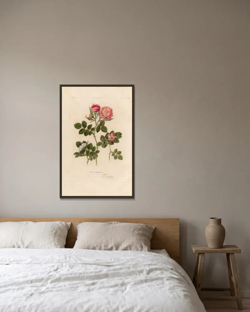 Rosa rubiginosa av Gaetano Savi inramad på en vägg