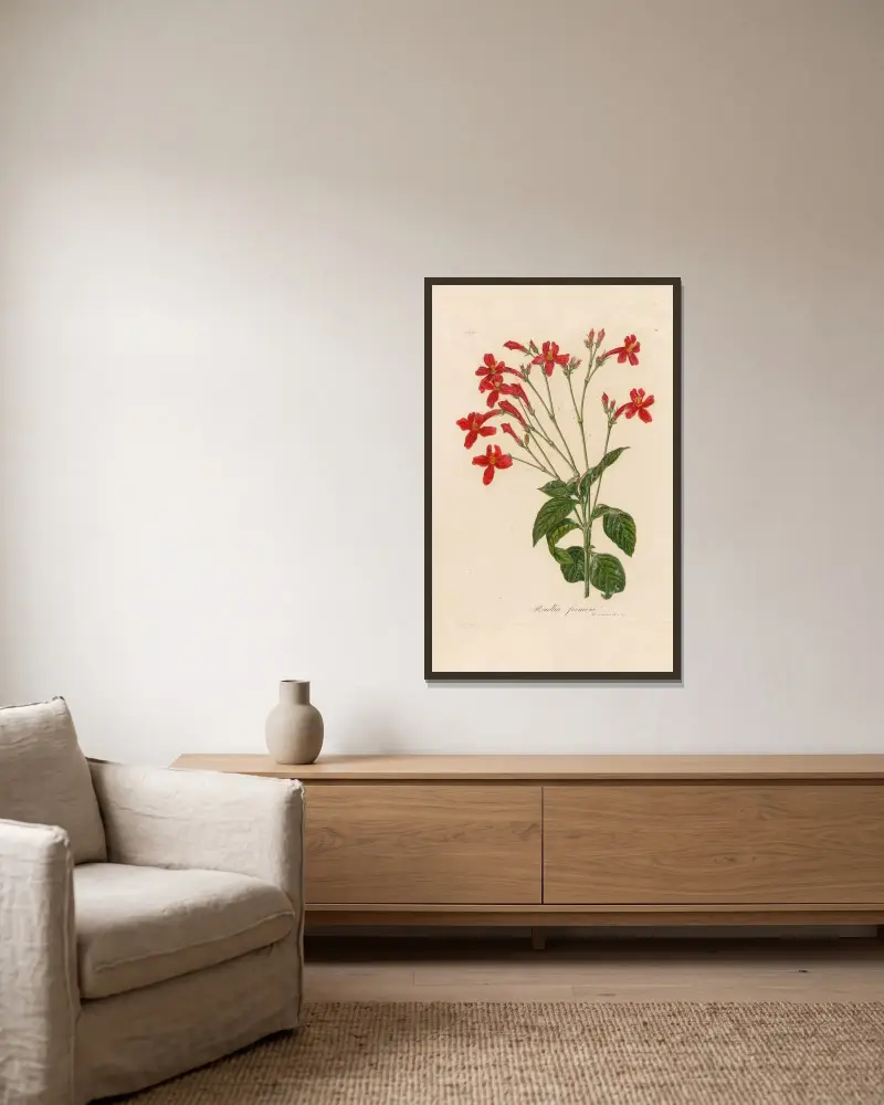 Ruellia formosa av Gaetano Savi inramad på en vägg