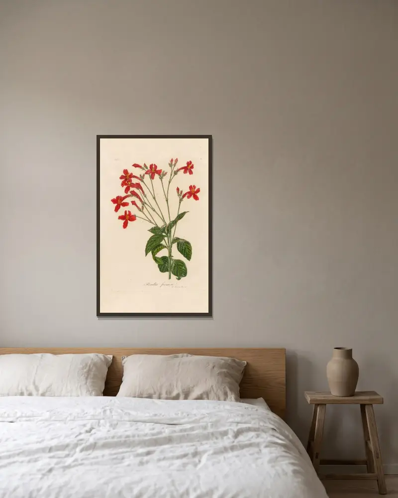 Ruellia formosa av Gaetano Savi inramad på en vägg