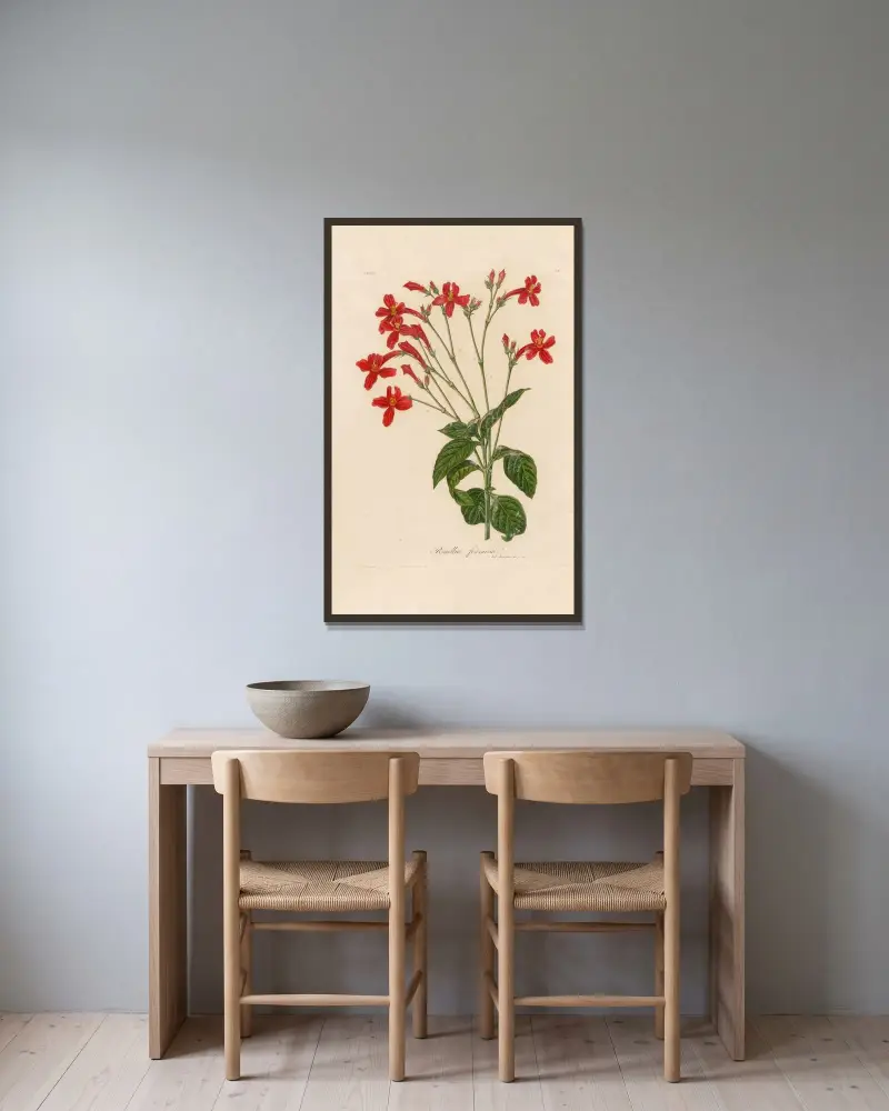 Ruellia formosa av Gaetano Savi inramad på en vägg