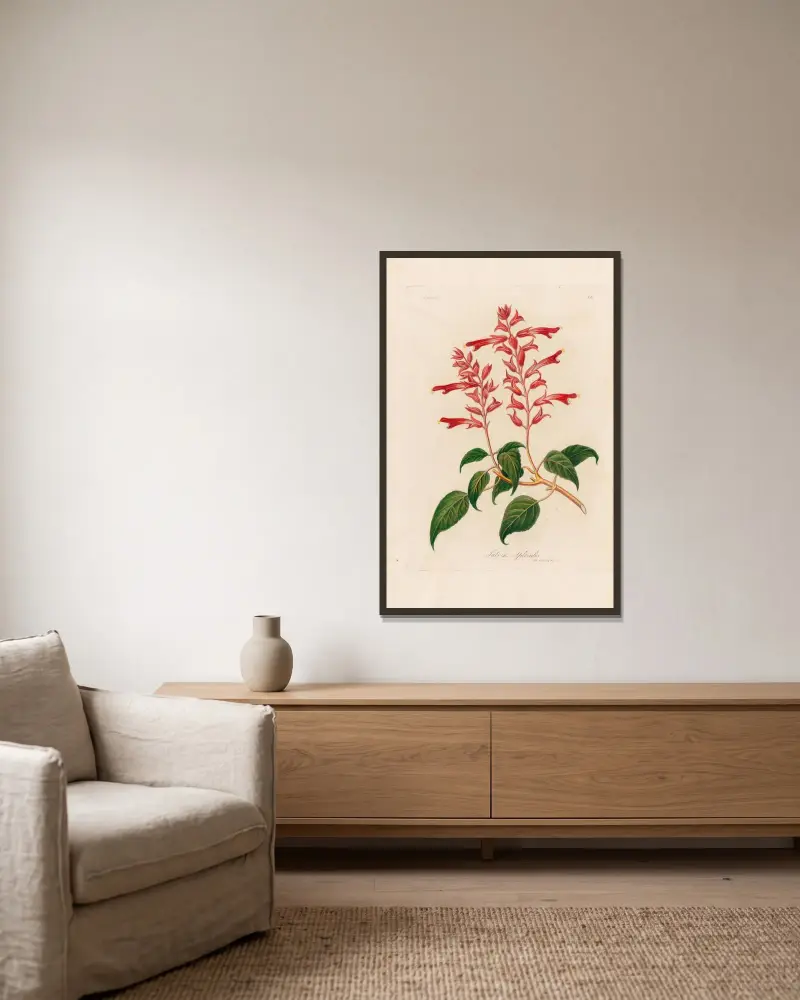 Salvia Splendes av Gaetano Savi inramad på en vägg