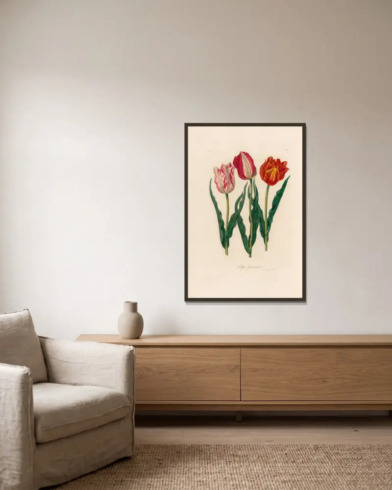 Tulipa Gesneriana av Gaetano Savi inramad på en vägg