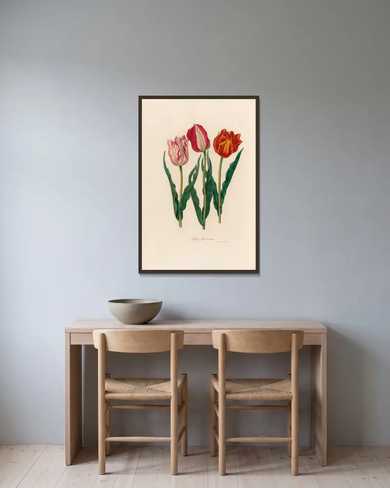 Tulipa Gesneriana av Gaetano Savi inramad på en vägg